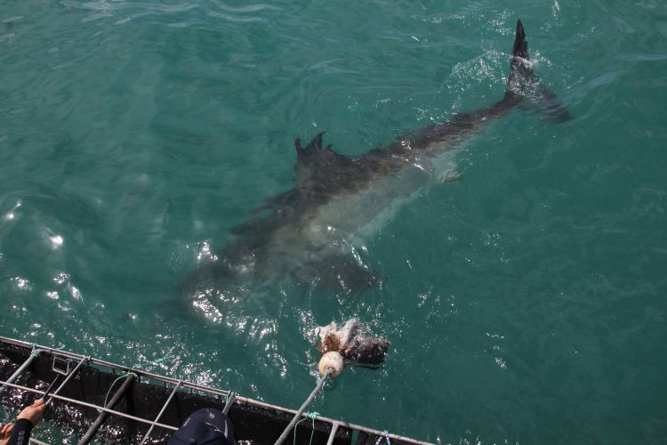 Video aterrador: un hombre saca a un tiburón del agua para sacarse fotos con él - Video