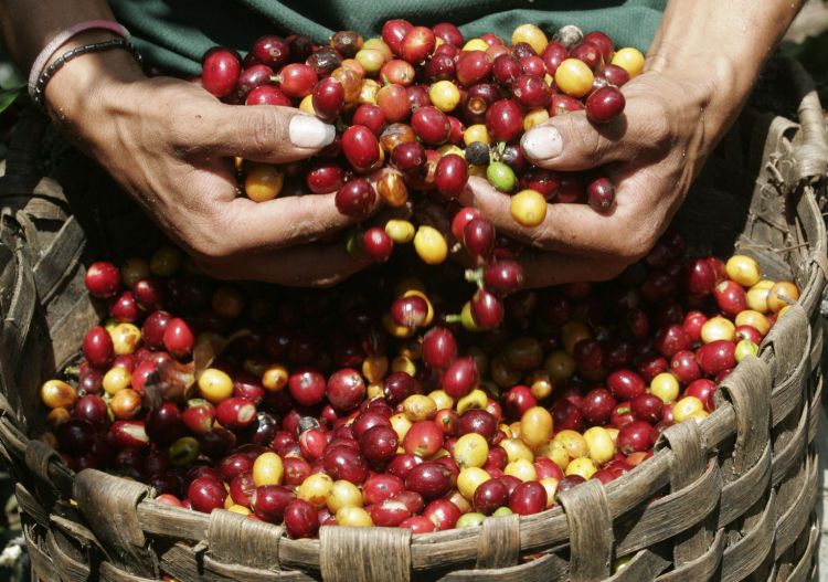 La reacción inesperada de cultivadores de café kenianos al probar por primera vez la bebida - Video