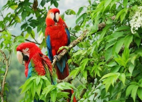 Estudiarán biodiversidad en zona de Caquetá donde Farc tenía presencia