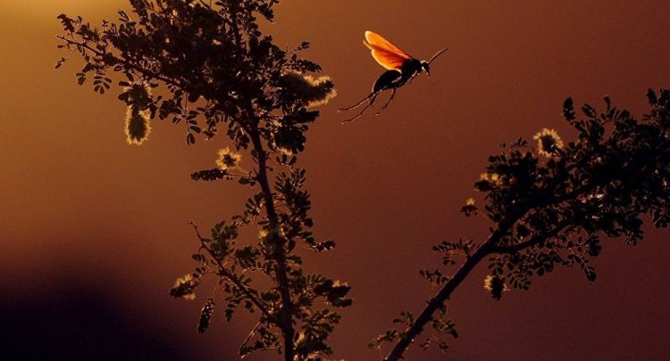 Científicos advierten de la inminencia de un "apocalipsis ambiental"