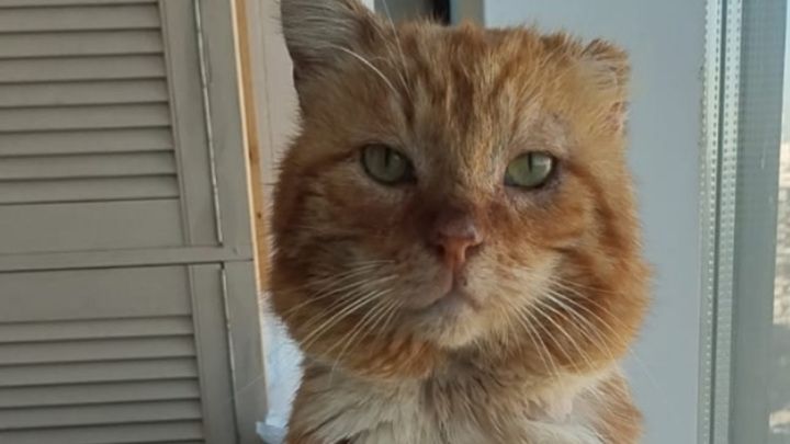 Умер кот из Махачкалы, 7 лет проживший на могиле хозяина