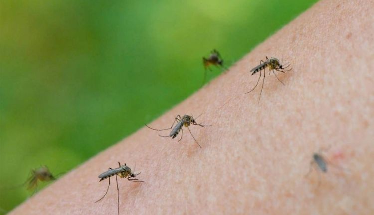 Переносимый комарами смертельный вирус завезен из Китая в США - СМИ